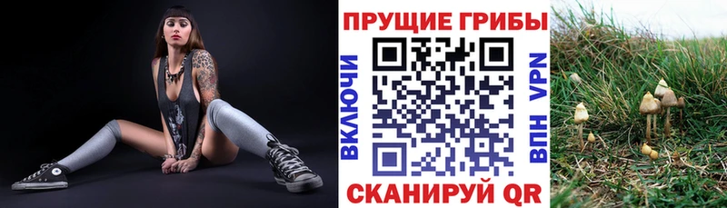 Псилоцибиновые грибы Cubensis  Стрежевой 